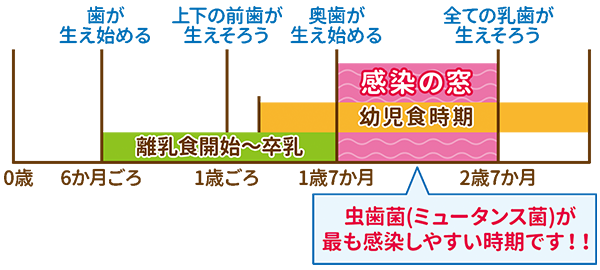 イラスト：1歳7か月〜2歳7か月の幼児食時期が感染の窓 むし歯菌(ミュータンス菌)が最も感染しやすい時期です！！